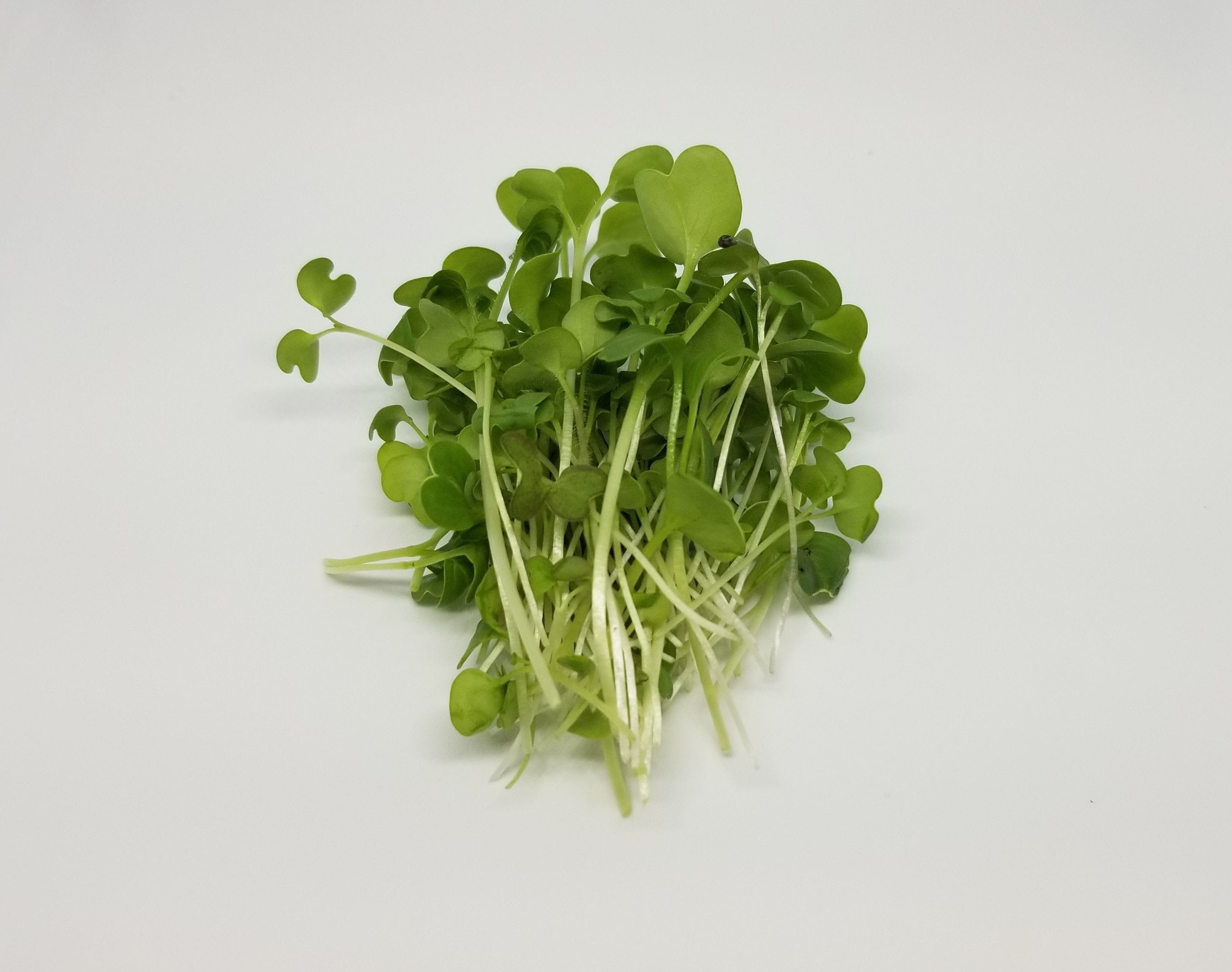 6 pics of our most popular microgreens