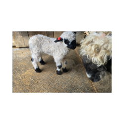 Nilsson - F4 Wether Lamb (3/24/2026)