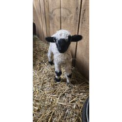 Nilsson - F4 Wether Lamb (3/24/2026)