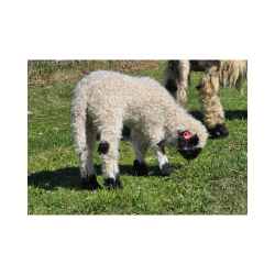 Nilsson - F4 Wether Lamb (3/24/2026)