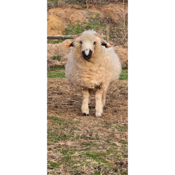 J-Lo, 4 years old proven F1 Valais Blacknose Ewe