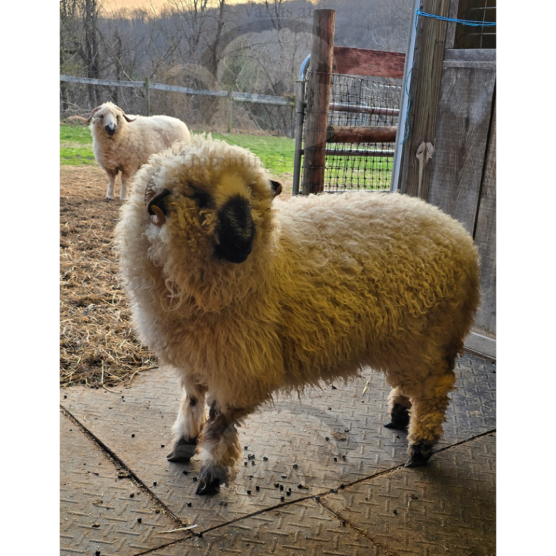 Martina - F2 Valais Blacknose Ewe Yearling