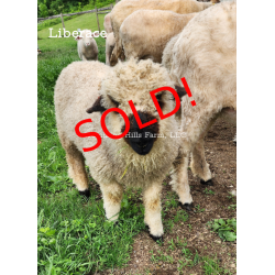 Liberace - F2 Wether Yearling