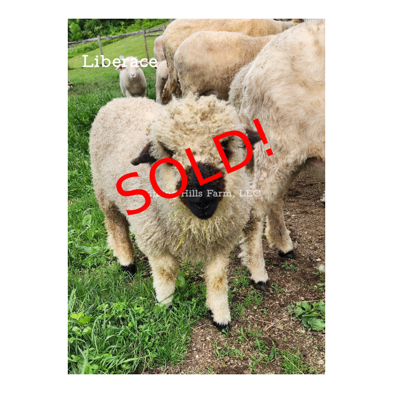 Liberace - F2 Wether Yearling