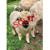 Liberace - F2 Wether Yearling