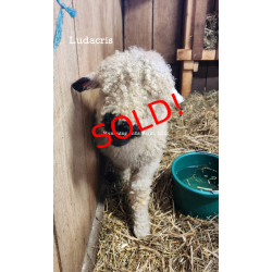 Ludacris - F2 Wether Yearling