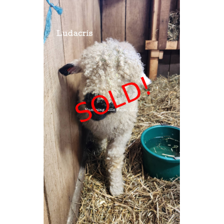 Ludacris - F2 Wether Yearling