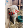 Ludacris - F2 Wether Yearling