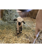 Valais Blacknose Sheep