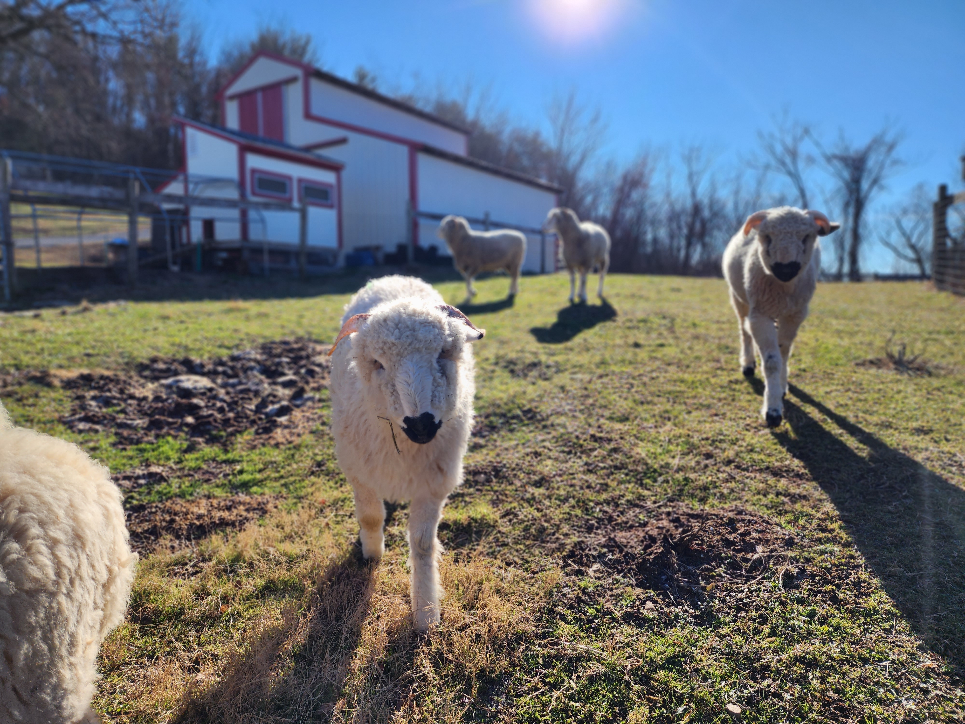 sheep