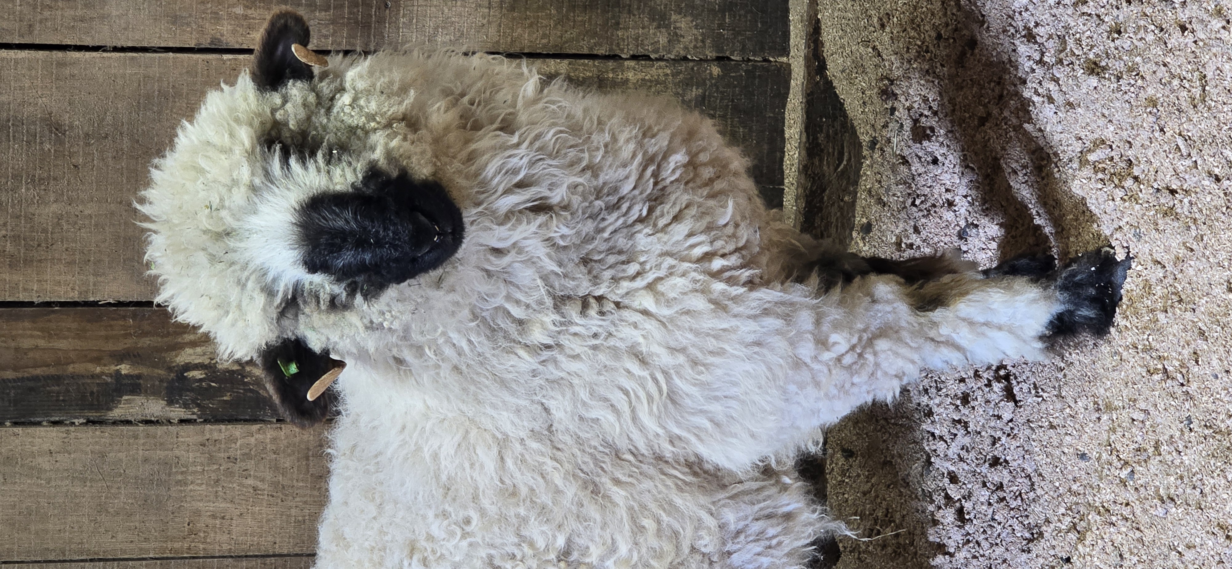 Martina F2 Valais Blacknose Sheep