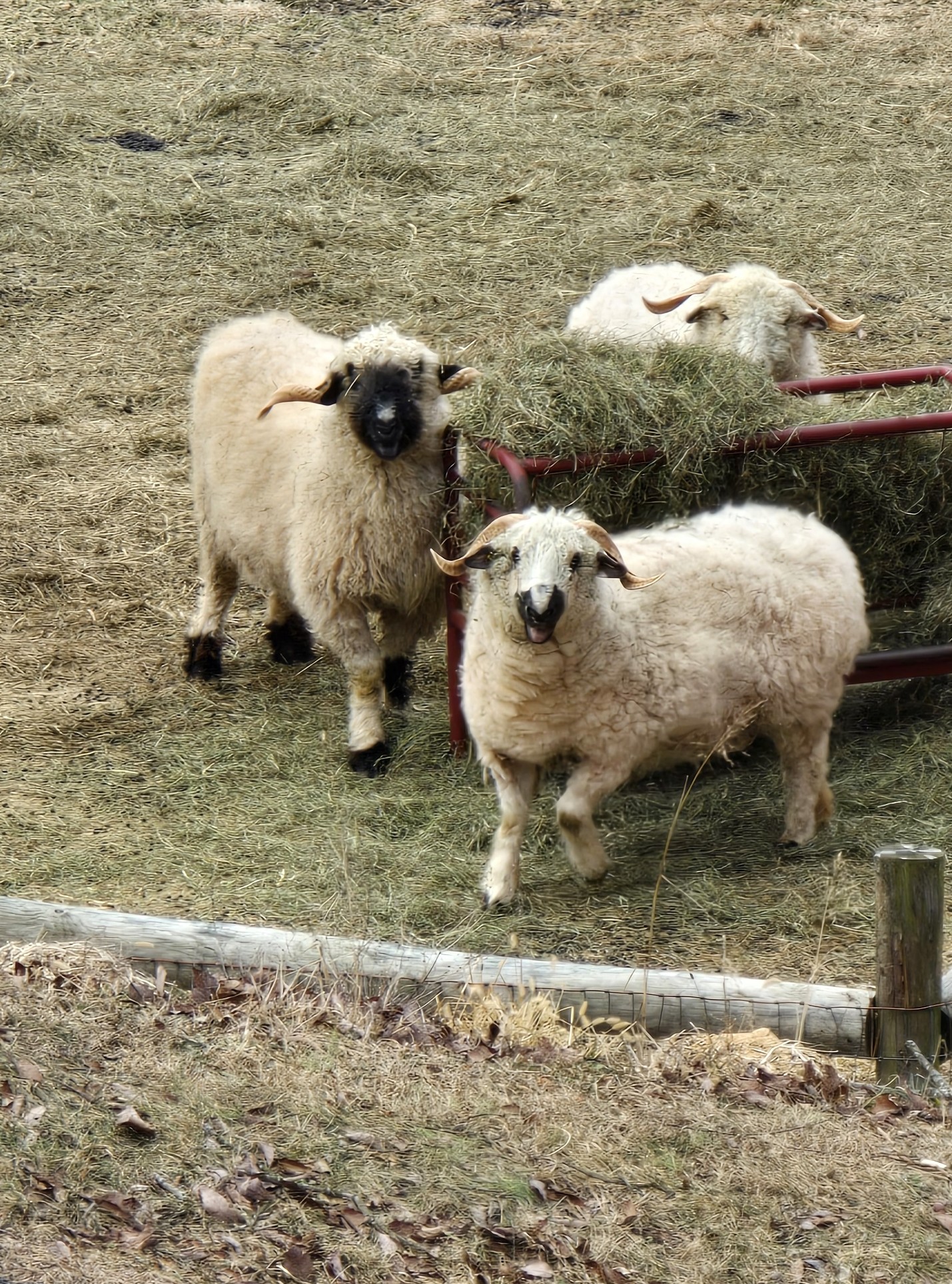 Valais Blacknose Sheep