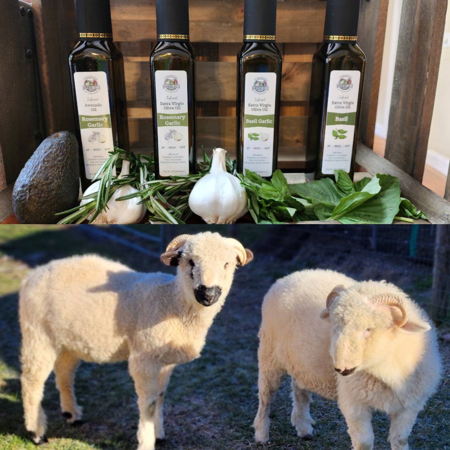oils sheep