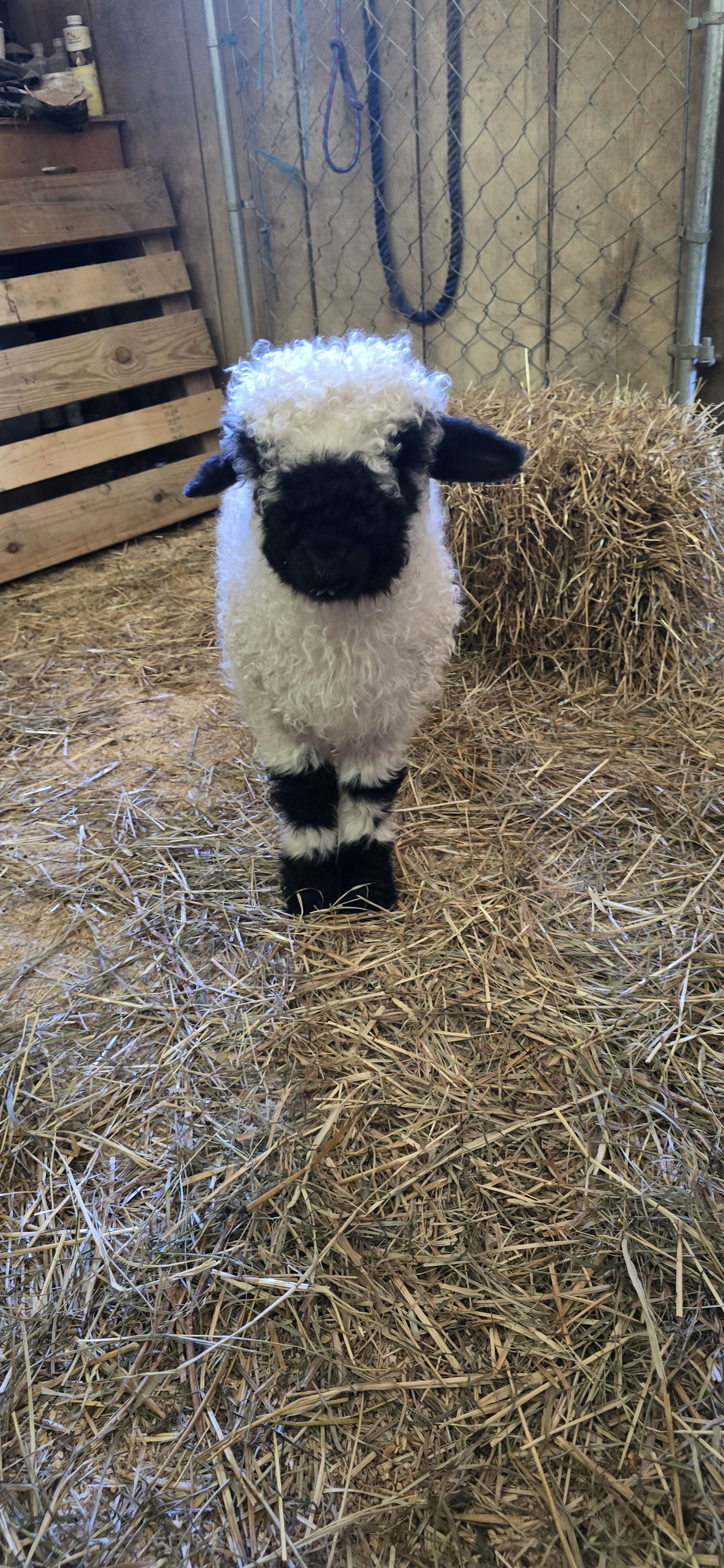 Our Commitment to the True Valais Blacknose