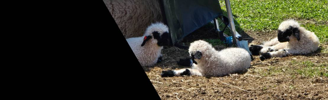 Valais Blacknose Sheep