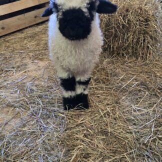 Nilsson - F4 Wether Lamb (3/24/2026)