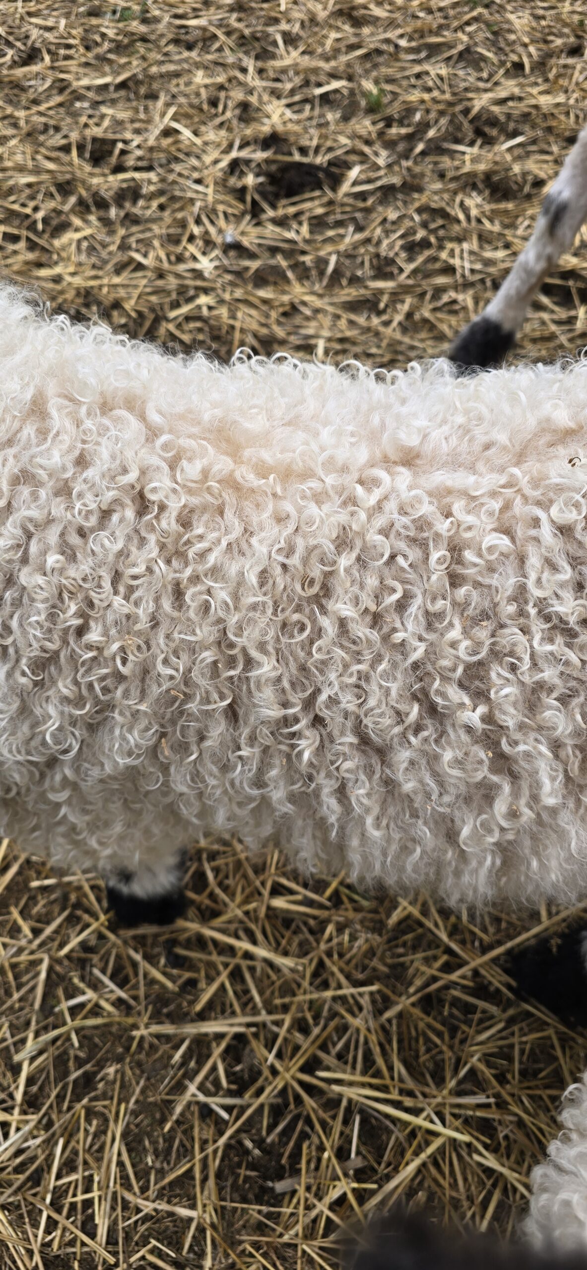 Nilsson - F4 Wether Lamb (3/24/2026) - Image 4