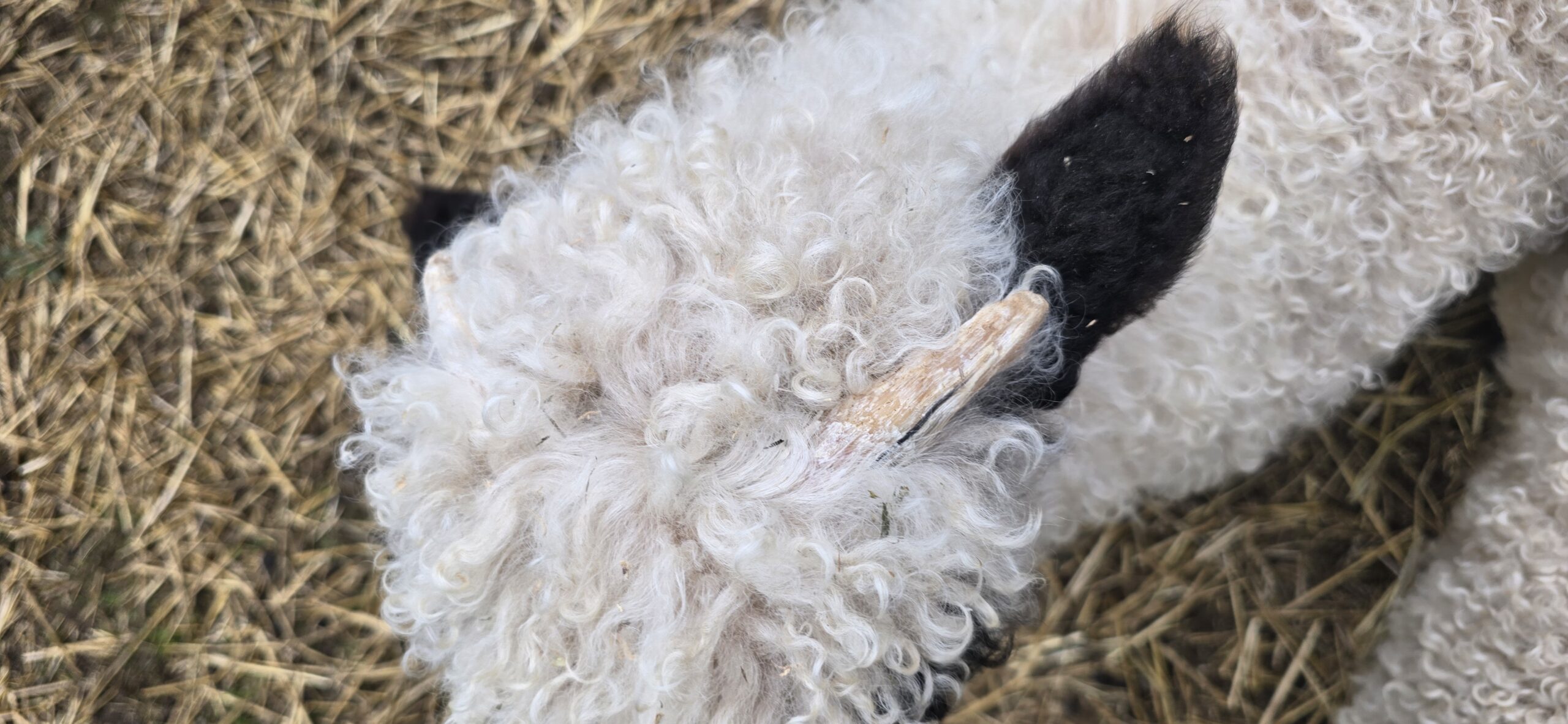 Nilsson - F4 Wether Lamb (3/24/2026) - Image 3