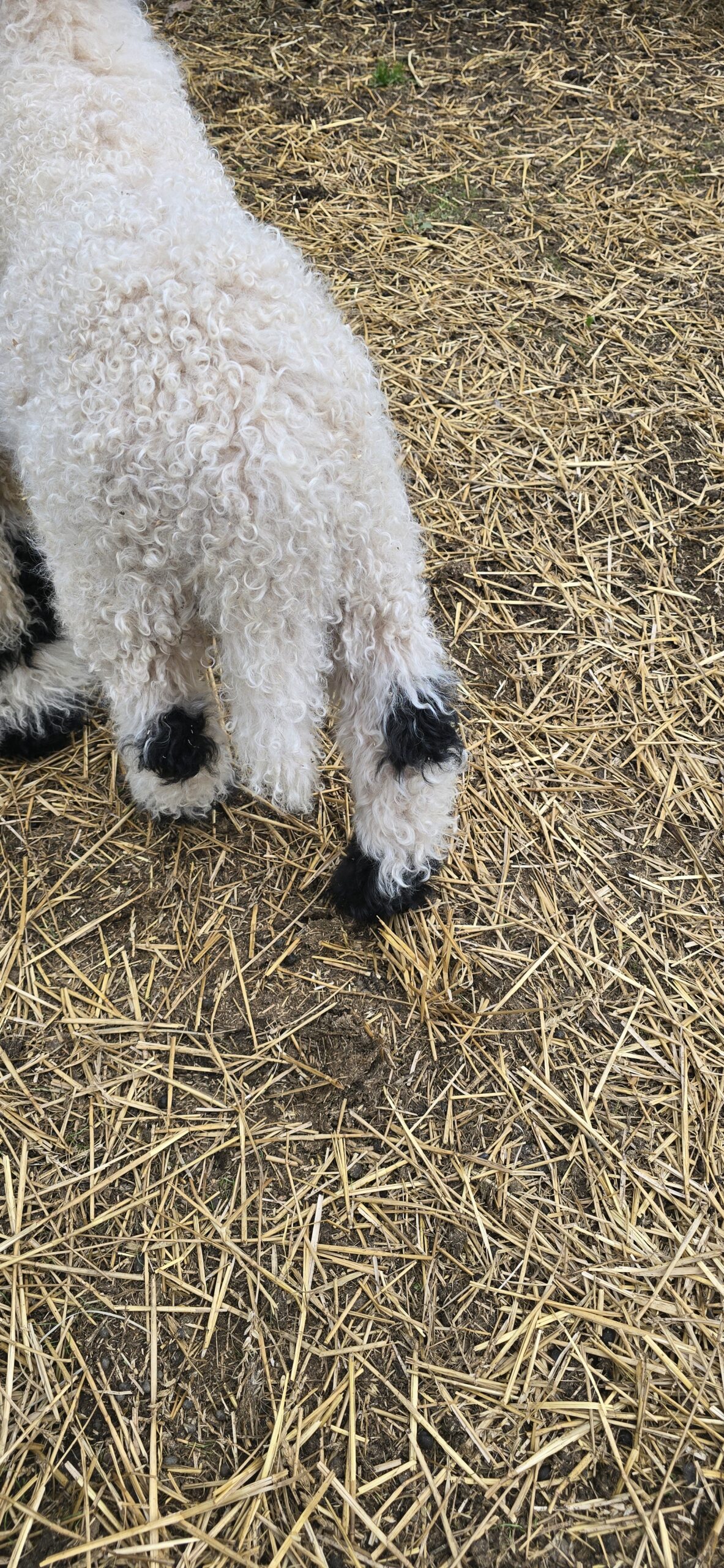 Nilsson - F4 Wether Lamb (3/24/2026) - Image 2