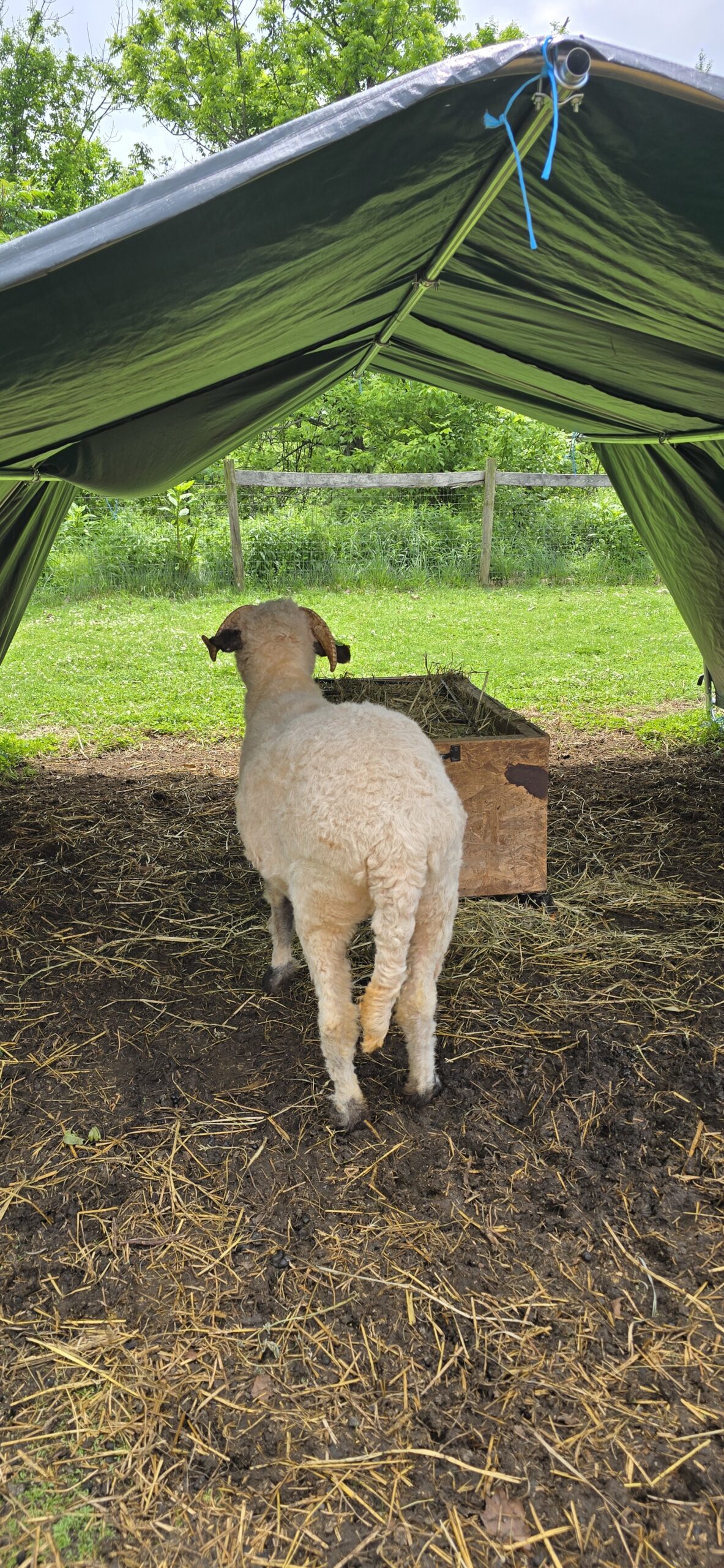 Martina - F2 Valais Blacknose Ewe Yearling - Image 3