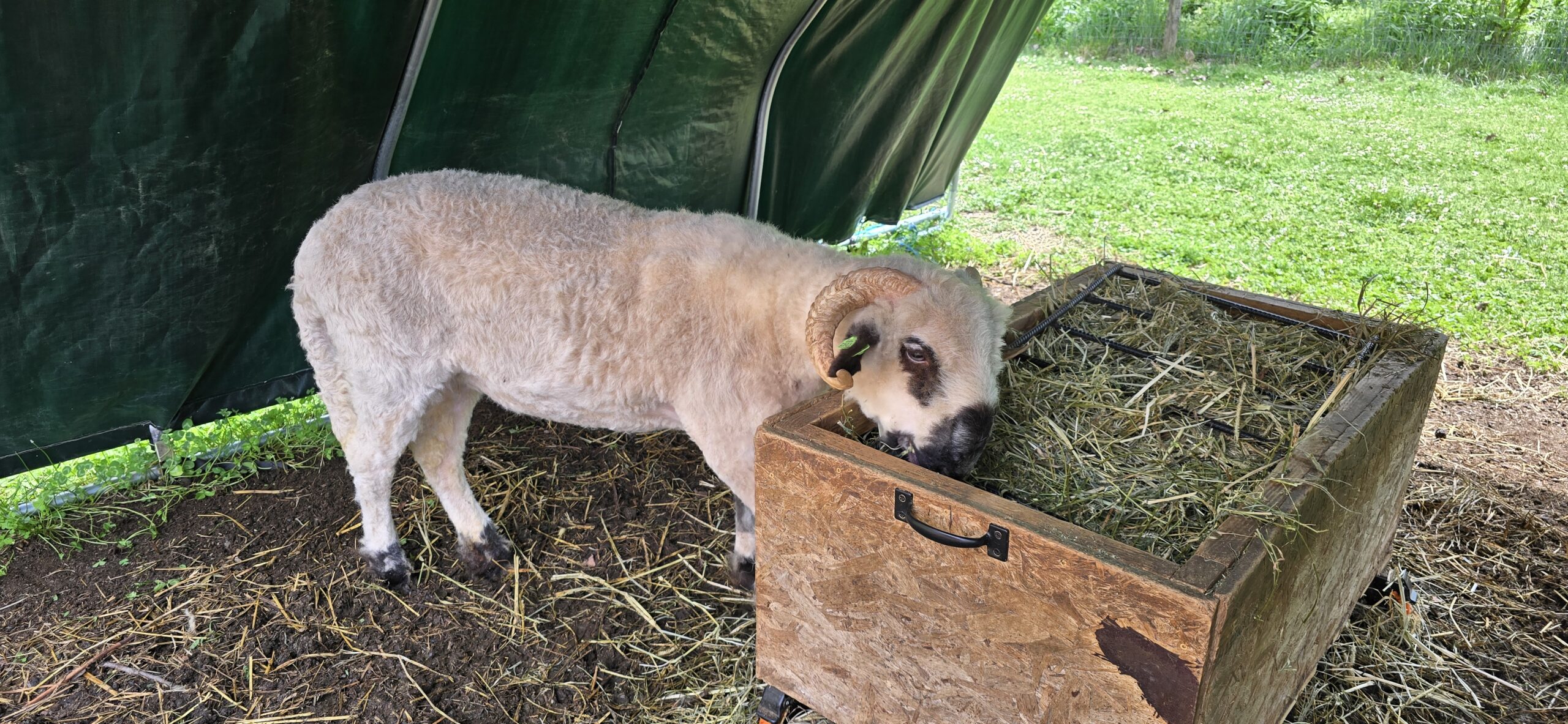 Martina - F2 Valais Blacknose Ewe Yearling - Image 2
