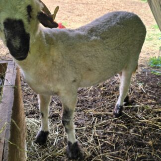 Martina - F2 Valais Blacknose Ewe Yearling