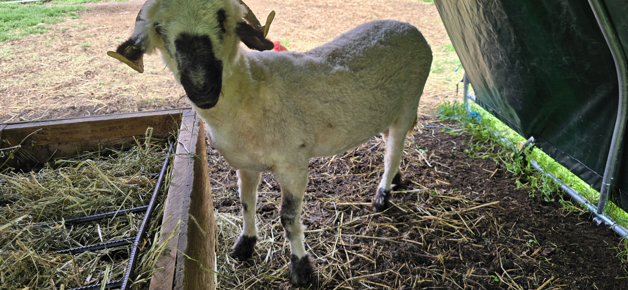 Martina - F2 Valais Blacknose Ewe Yearling
