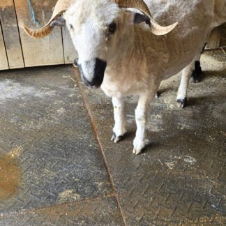 J-Lo, 4 years old proven F1 Valais Blacknose Ewe