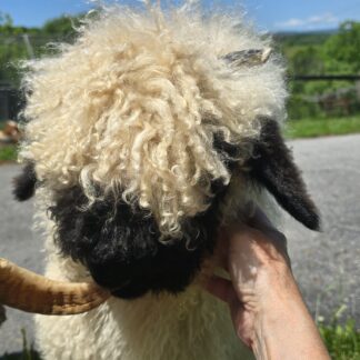 Valais at Humming Hills Farm