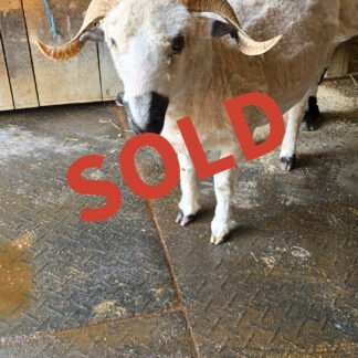 J-Lo, 4 years old proven F1 Valais Blacknose Ewe