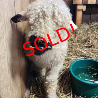 Ludacris - F2 Wether Yearling