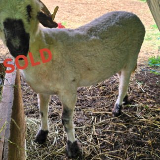 Martina - F2 Valais Blacknose Ewe Yearling
