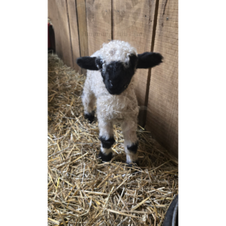 Valais at Humming Hills Farm