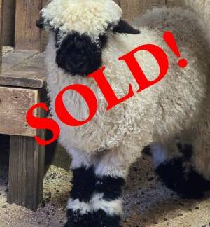 Nilsson - F4 Wether Lamb (3/24/2026)